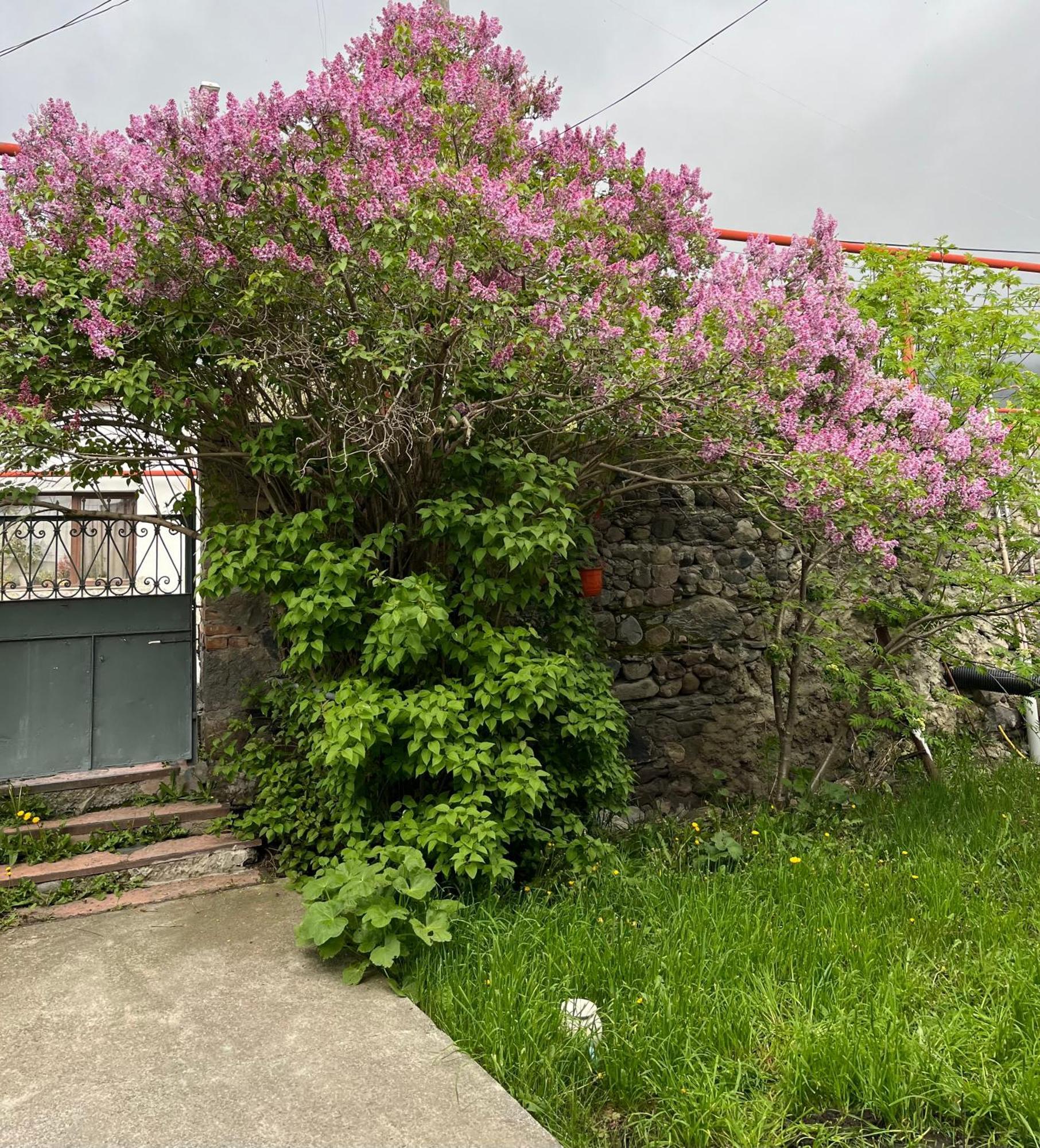 Soso Burduli'S Guesthouse Kazbegi Eksteriør billede